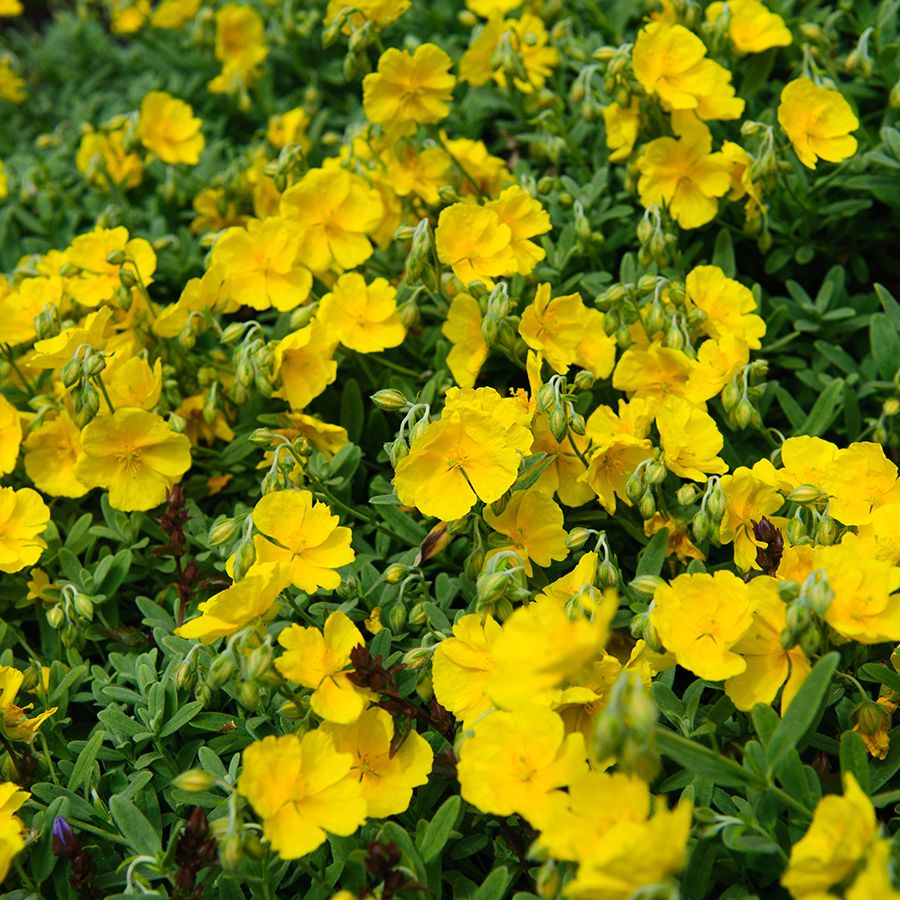 Helianthemum cultorum 'Golden Queen'